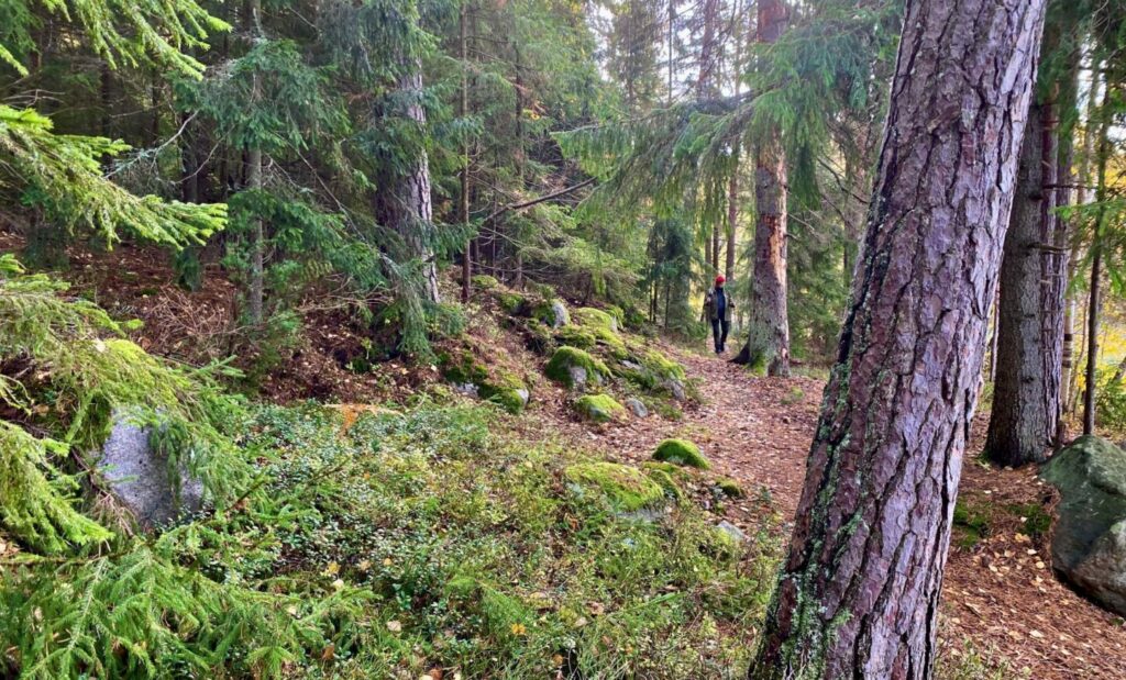 Monimuotoista metsää, taustalla kaukana polulla kävelevä ihminen.