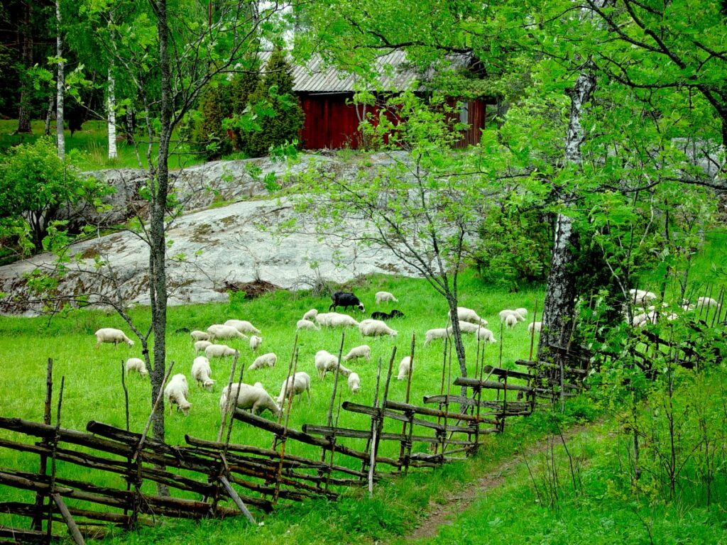 Lampaita perinnemaisemalla laiduntamassa. Vihreää niittyä, vanha pieni punainen rakennus taustalla. Etualalla perinneaitaa.