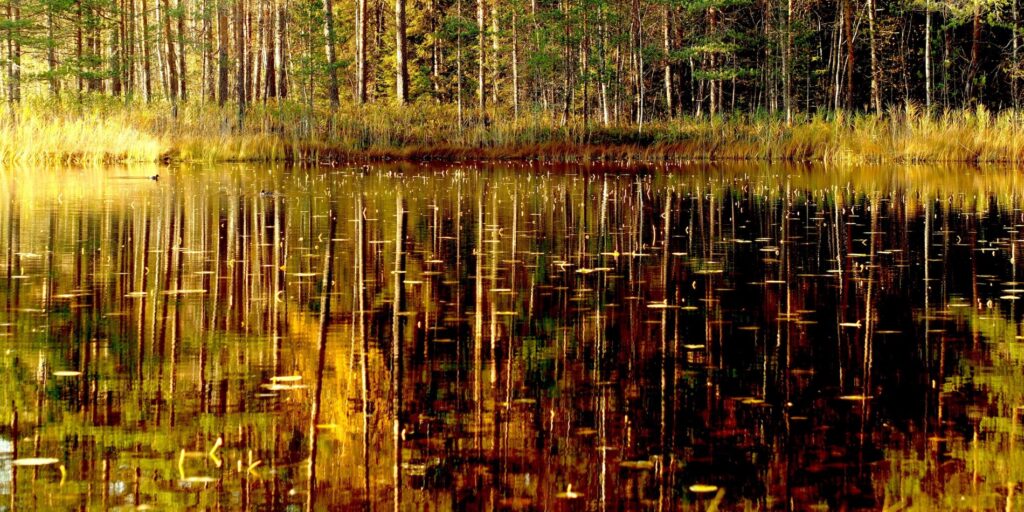 Kullansävyistä metsää heijastuu tummaan metsälampeen.