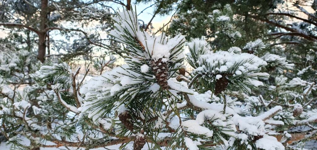 Lunta männynoksilla, myös käpyjä näkyy.