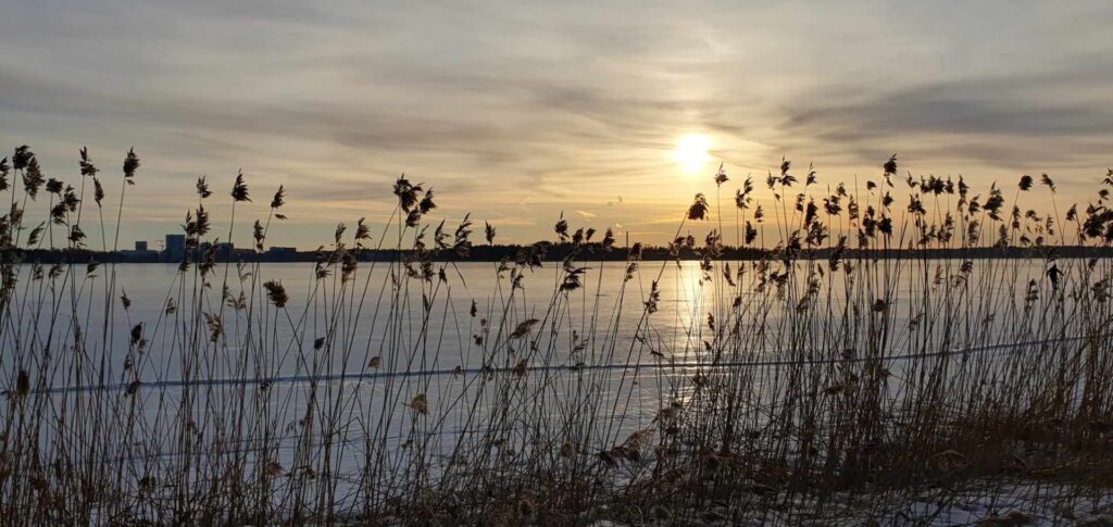 Kaisloja ja meren rannan jäätä himmeässä helmikuun laskevassa auringonvalossa.