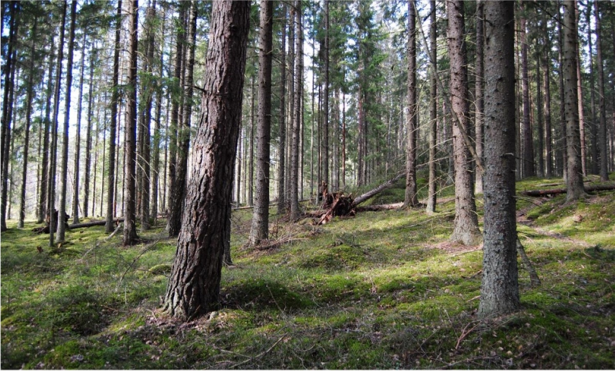 Metsää, männynrunkoja.