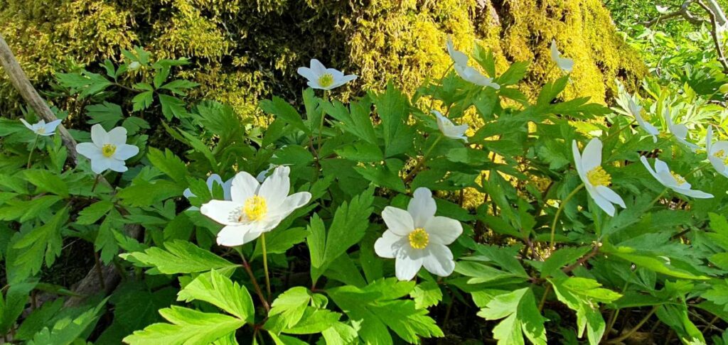 Valkovuokkoja, taustalla sammaleinen puunrunko jonka aurinko värjää lähes kullanhohtoiseksi.