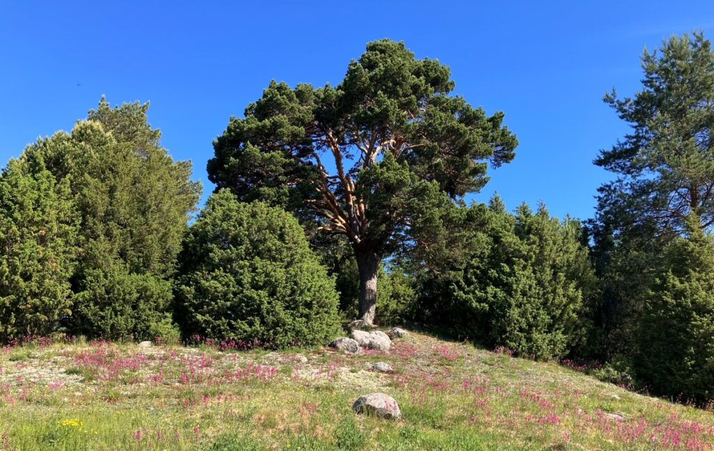 Kukkiva mäkinen keto, taustalla iso mänty, pensaskatajia yms. puita.