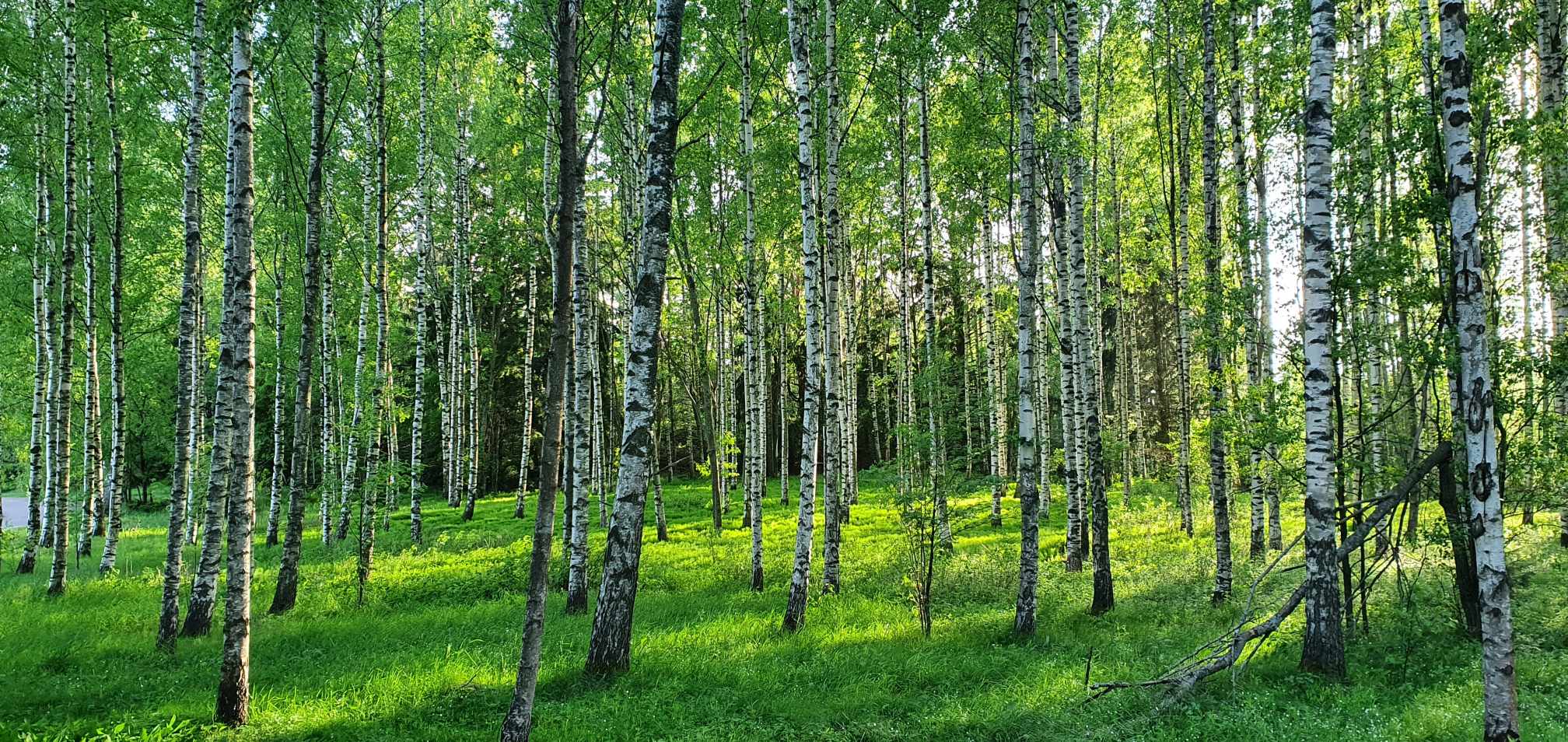 Keväinen koivumetsä. Sekä maa että koivujen lehdet hohtavat vaaleanvihreinä.