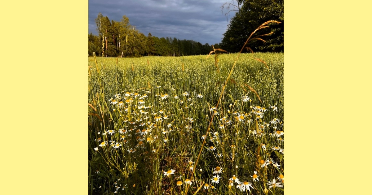 Päivänkakkaraniittyä viljapellon laidalla, taustalla metsää. Taivas on hieman tumma, mutta aurinko pilkistelee.