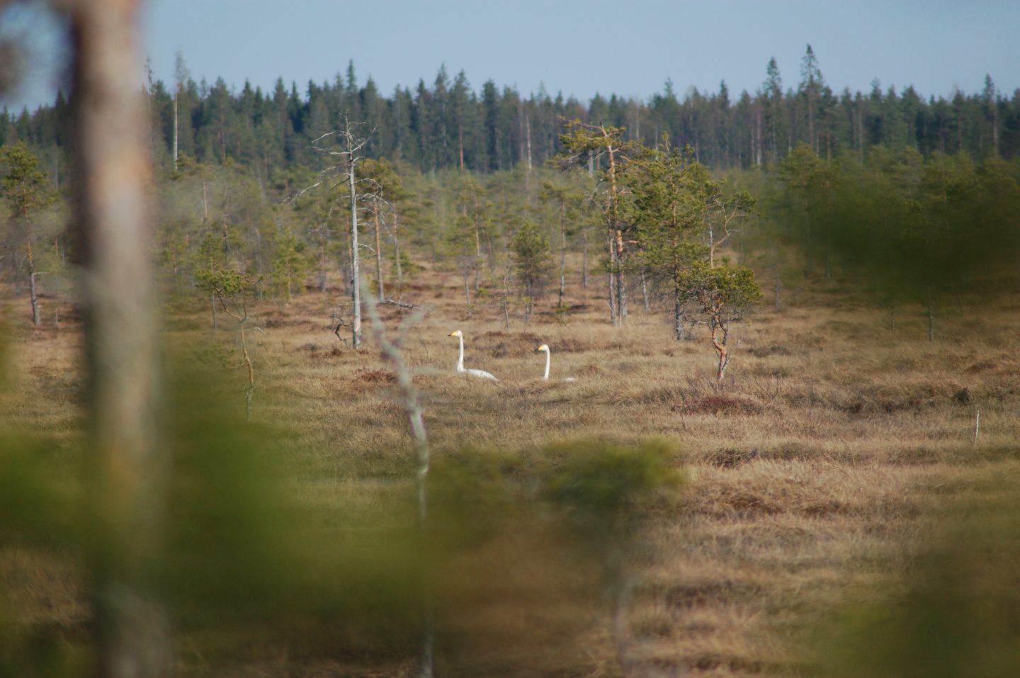 Julkuneva. Kuva: Matti Nieminen