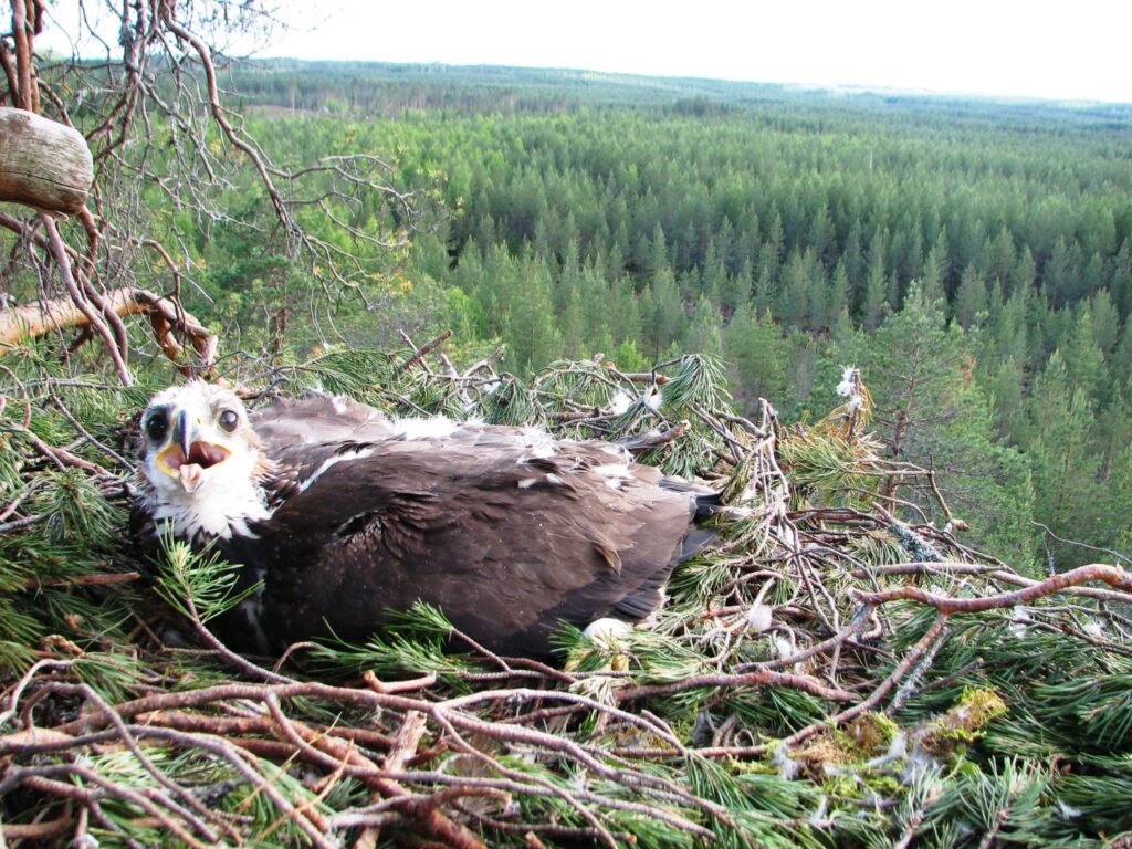 Maakotkan poikanen.