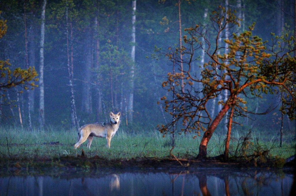 Susi lammen rannalla. Kuva: Kai Skyttä