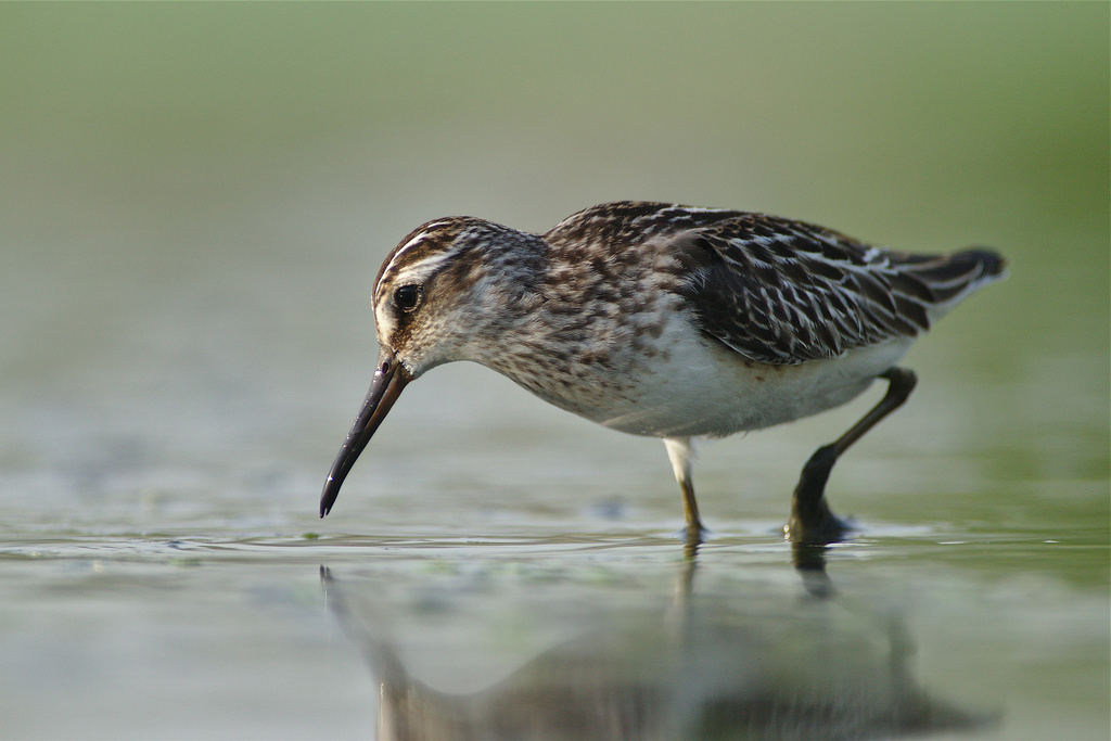 Jänkäsirriäinen (Calidris falcinellus)