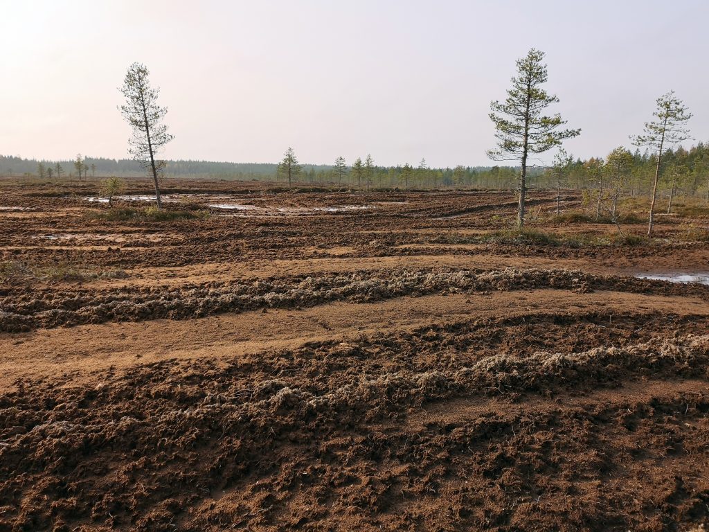 Rahkasammalen nosto on tuhonnut Sarvinevan pinnan