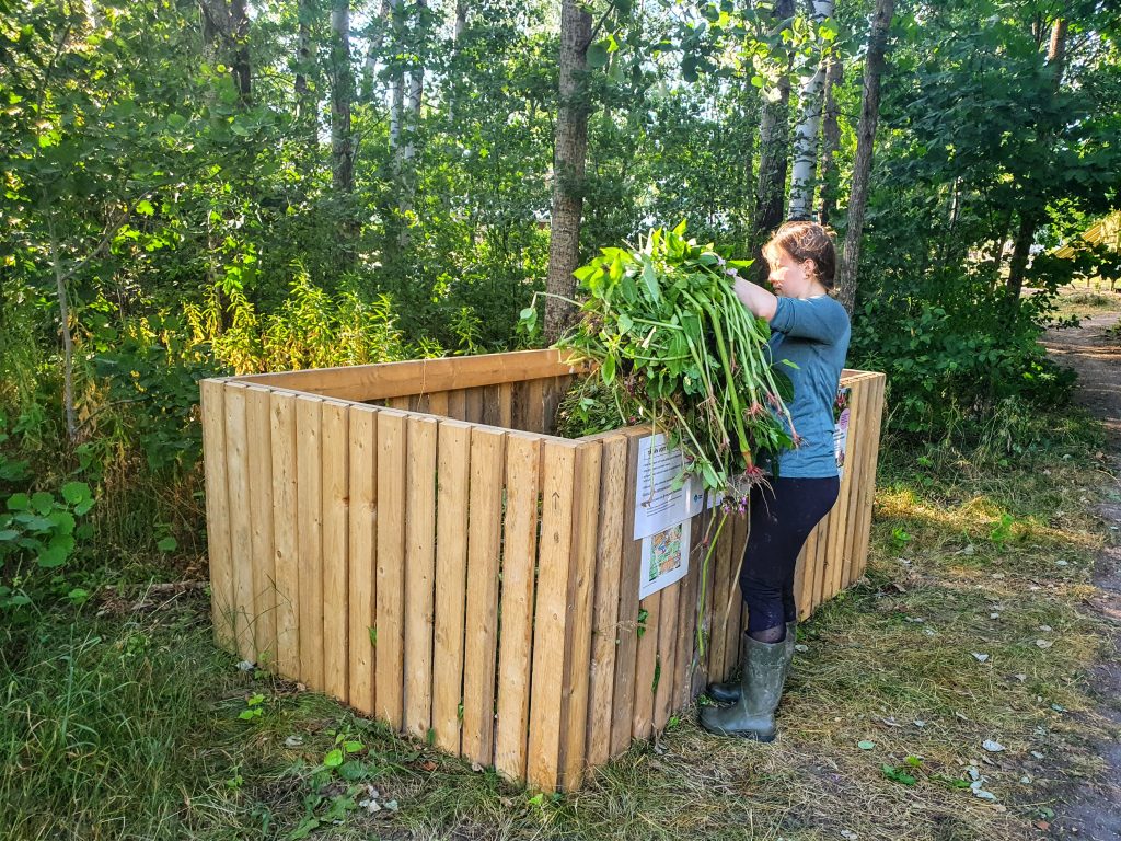 Jättipalsamin kitkijä heittää suuren kimpun ylösnostettua jättipalsamia puiseen keräyskehikkoon Vantaalla.