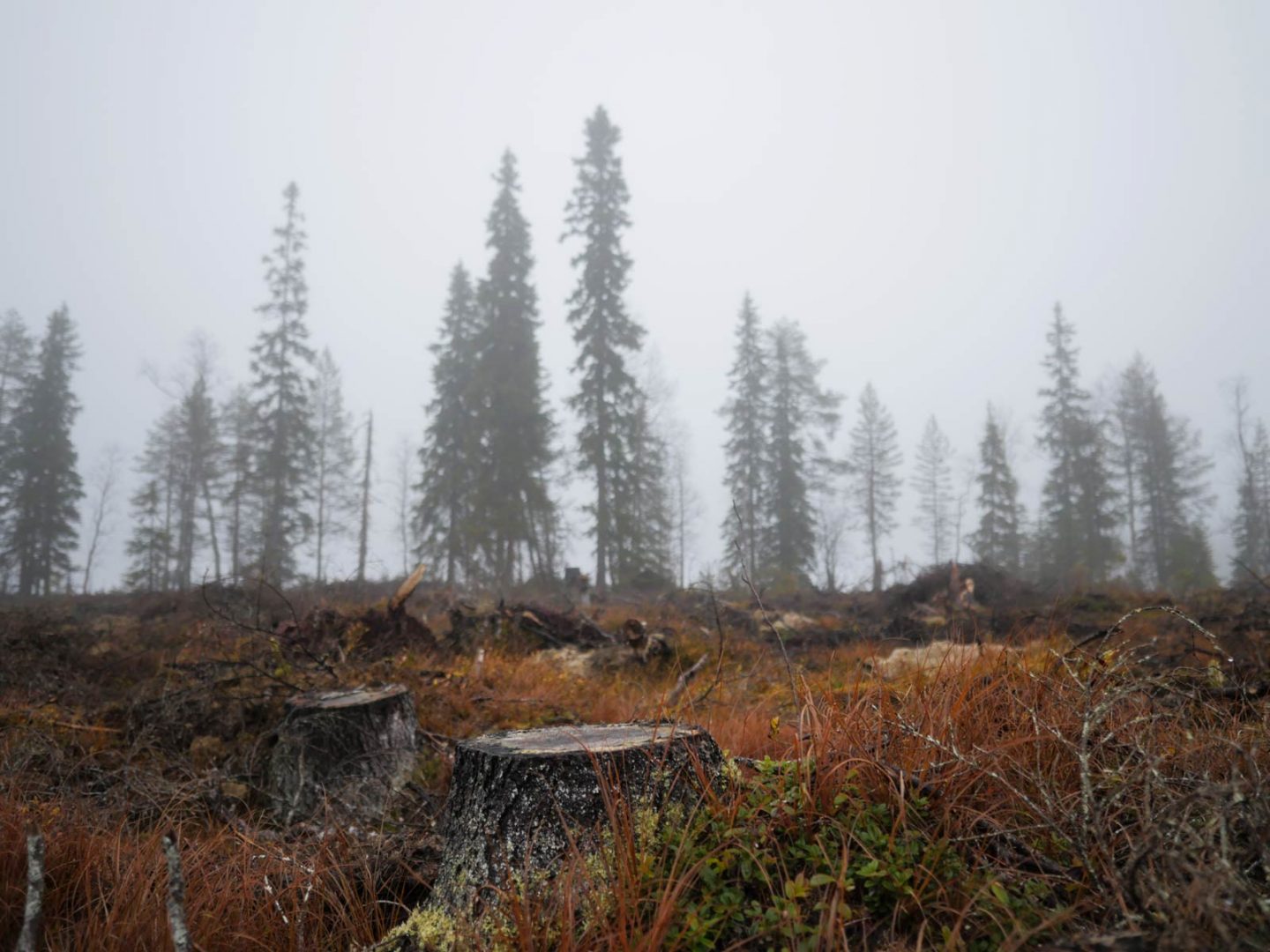 Kuvassa on etualalla puun kantoja ja hakattua metsää. Taustalla näkyy korkeita kuusia. Sää on harmaa ja syksyinen.