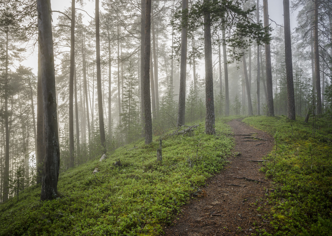 metsä