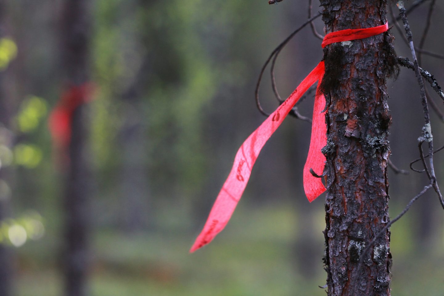 Metsäpalstan rajaa merkitsevä nauha. Kuva: Jani Seppänen / Vastavalo