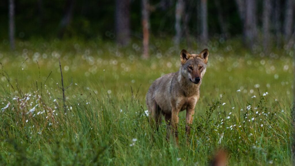 Kuvassa yksinäinen susi seisoo niityllä kesällä. Taustalla näkyy metsää.