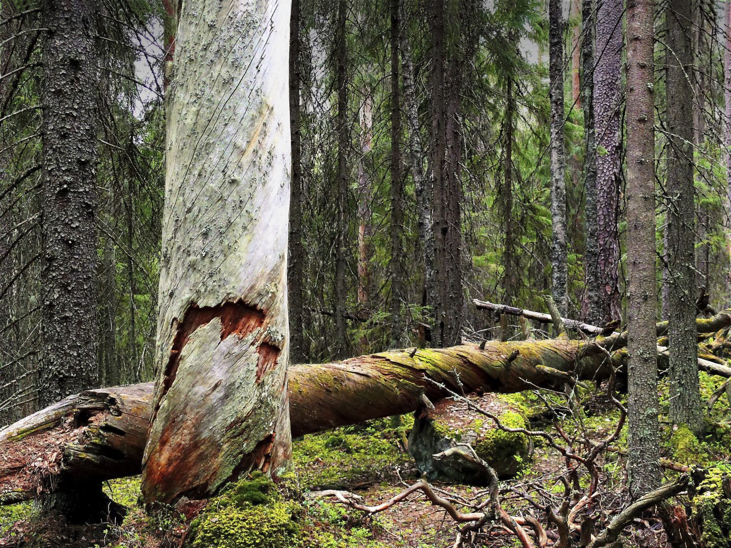 Luonnontilaisessa metsässä on paljon lahopuuta ja vanhoja puita. Kuvassa aarniometsää Pyhä-Häkin kansallispuistossa.