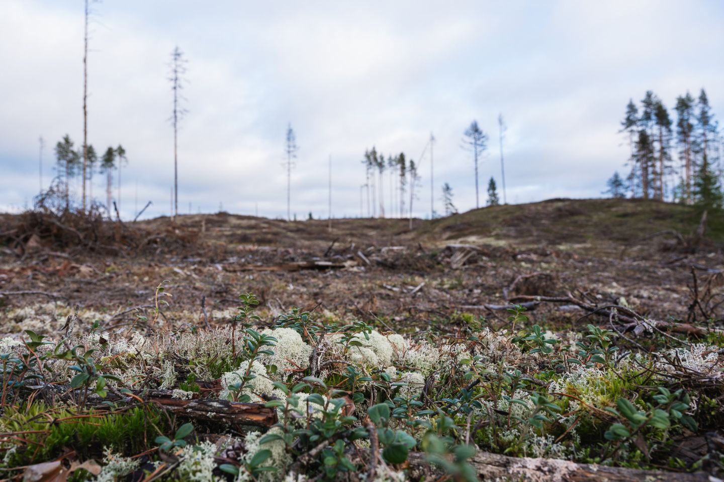 Avohakkuu.