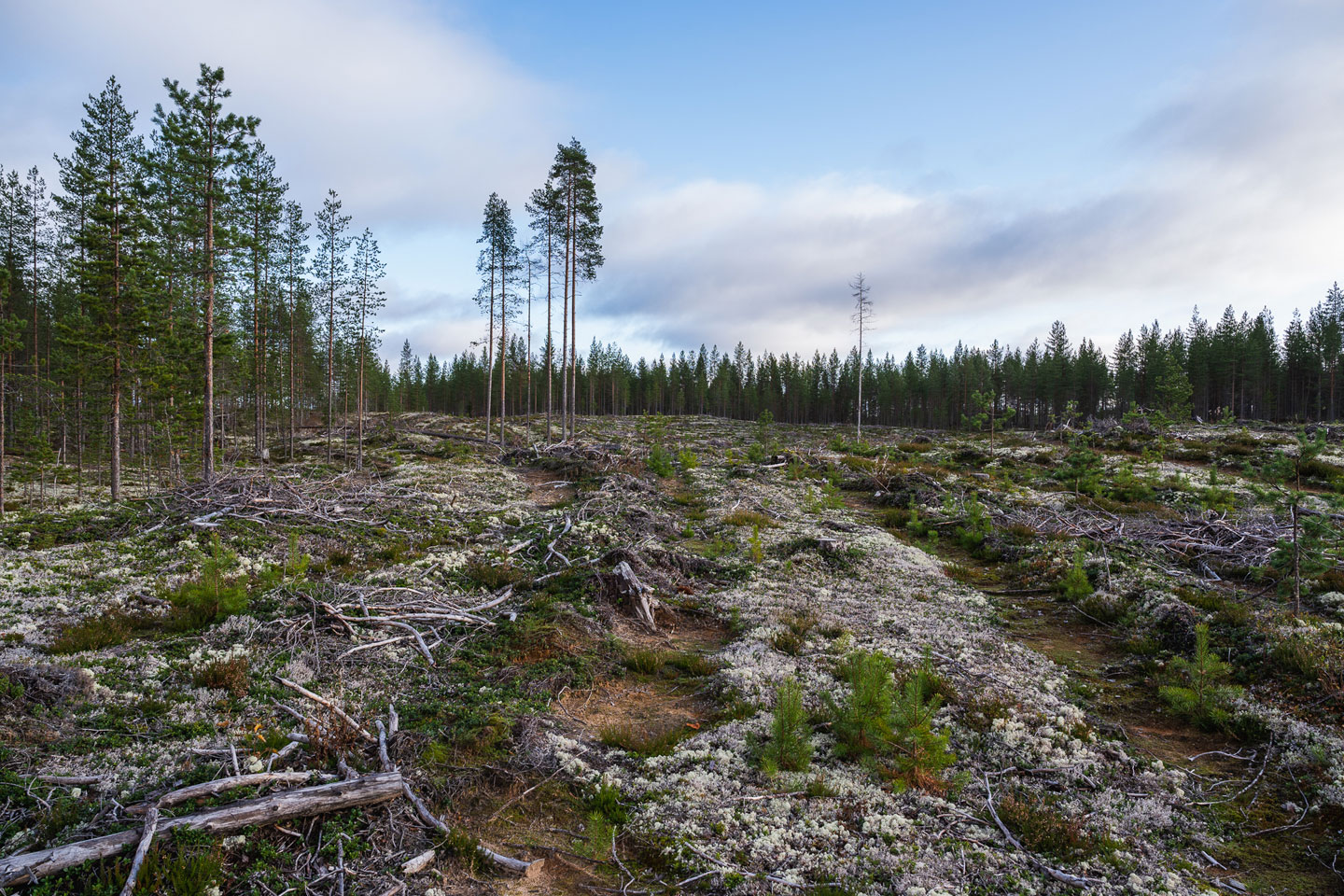 Avohakkuu.