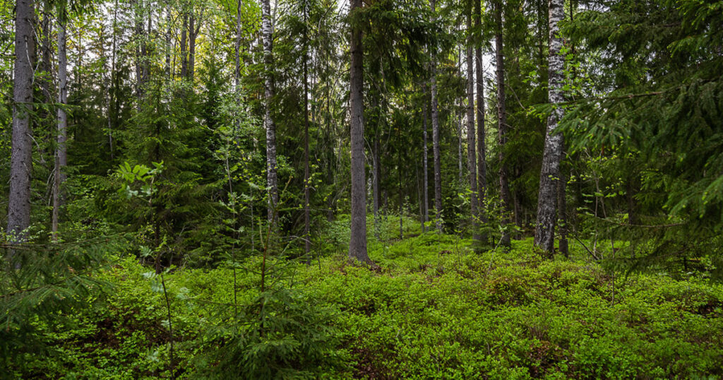 Keväinen metsä.