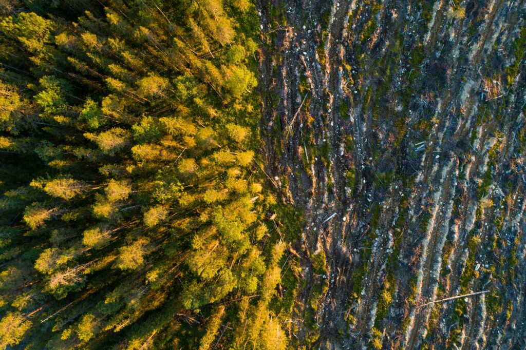 Metsän rajassa avohakattua metsää yläpuolelta kuvattuna.