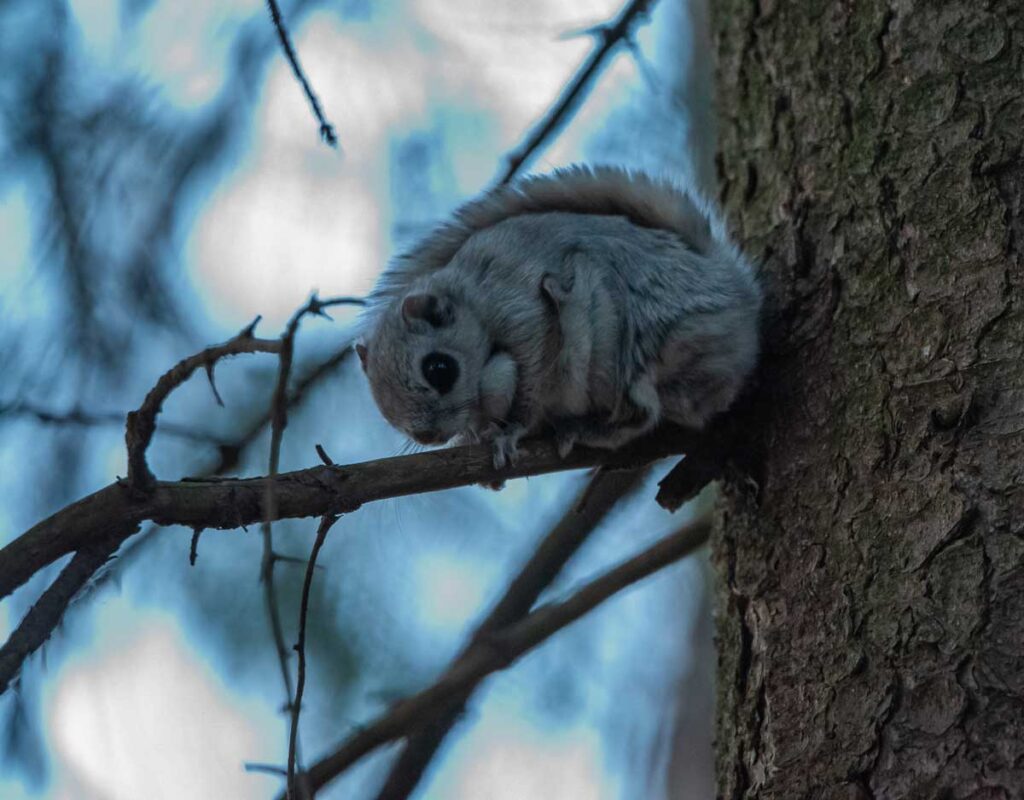 Liito-orava puun oksalla.