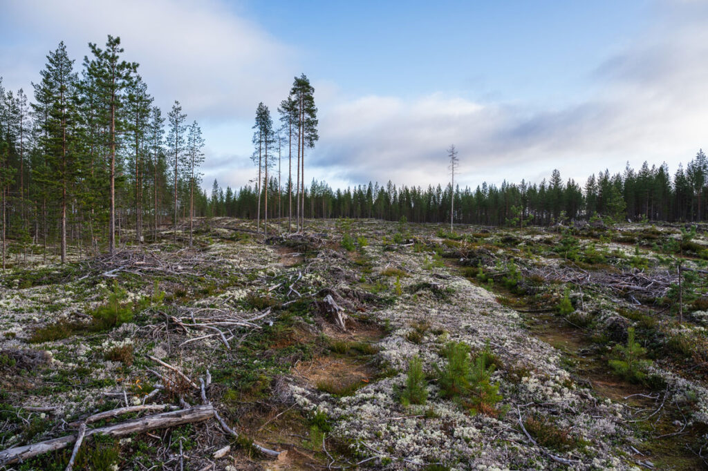 Avohakkuu.