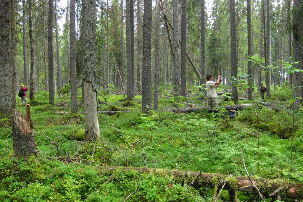 Metsiensuojelijat kartoittavat Pälmän kuusimetsiä.