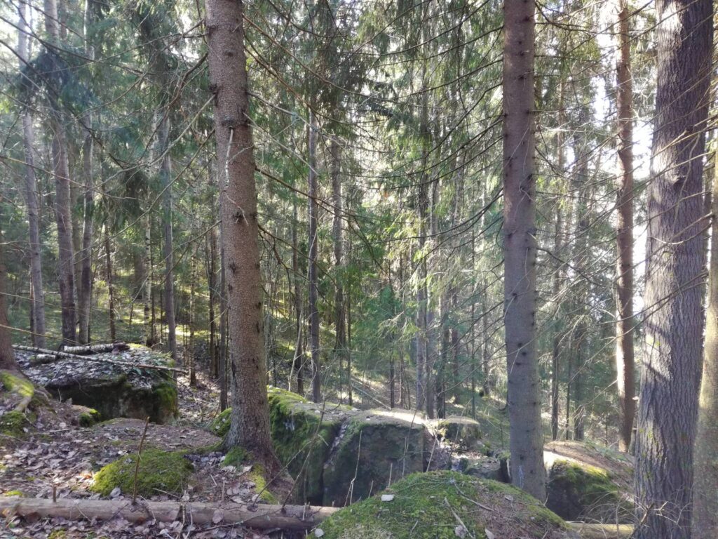 Metsä.