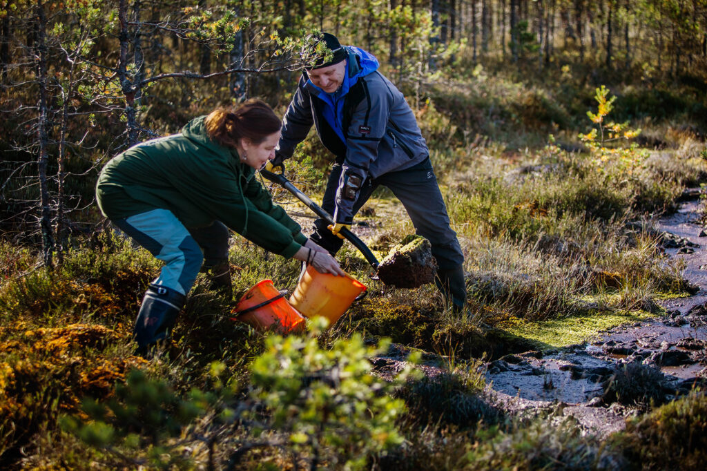 Talkoolainen nostaa rahkasammalta suosta toisen talkoolaisen pitelemään ämpäriin.