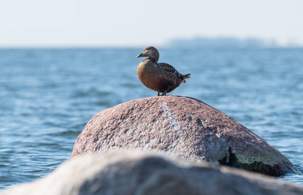 Haahkanaaras kivellä.