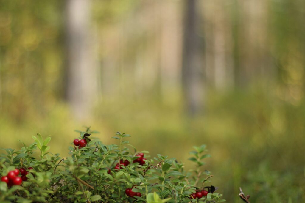 Puolukoita metsässä