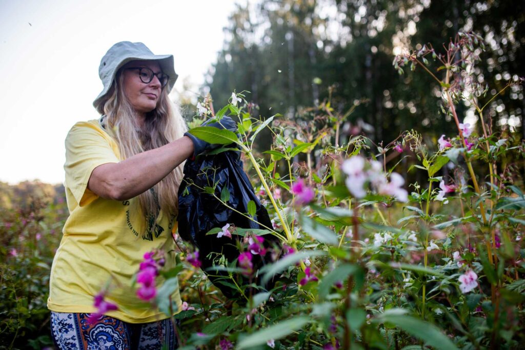 Nainen kitkee vieraskasvi jättipalsamia.