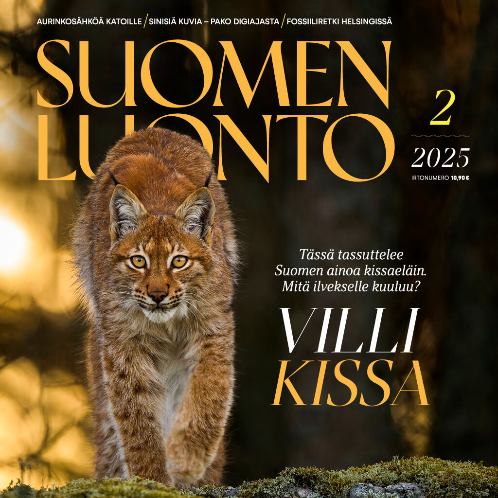 Suomen Luonto -lehden kannessa on ilves.