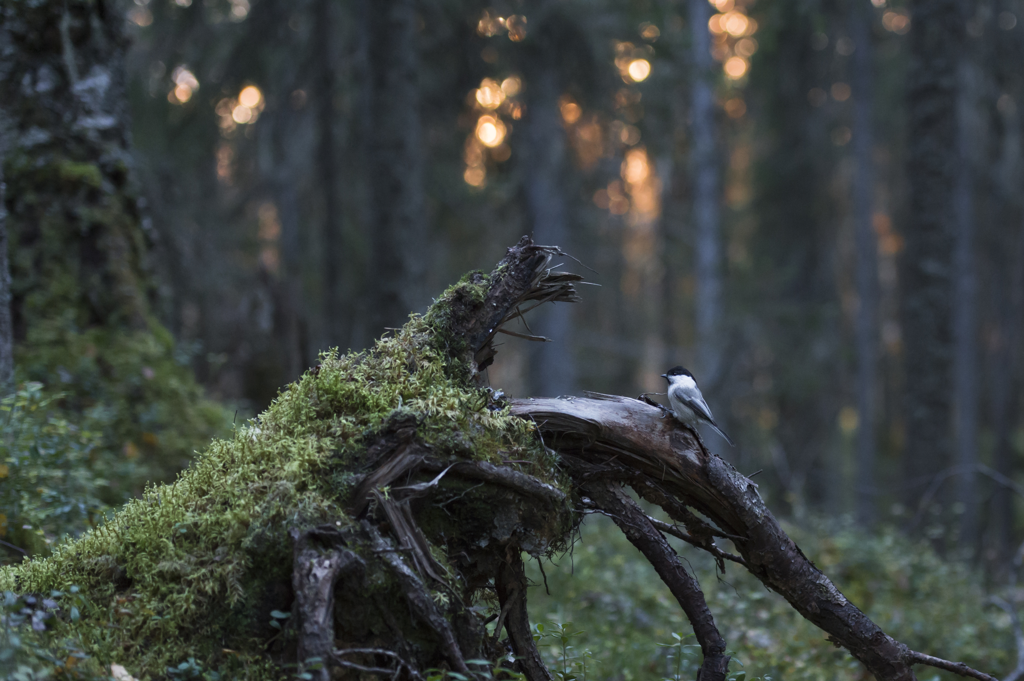 Hömötiainen istuu lahopuulla vanhassa metsässä.