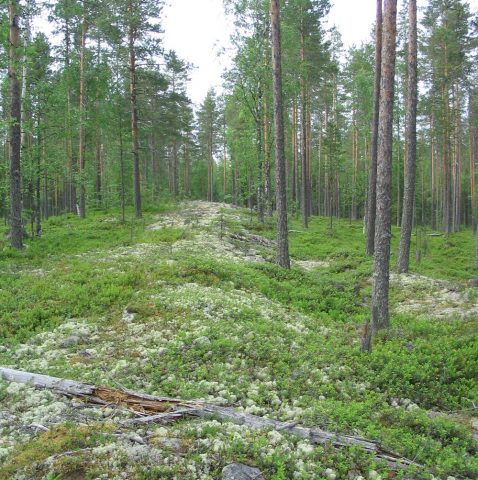 Pilpakangasta. Kuva Ilmari Juutilainen.