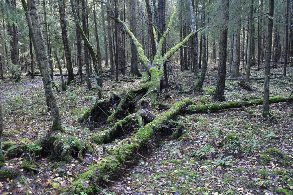 Peikkometsää Vantaan Kivistössä