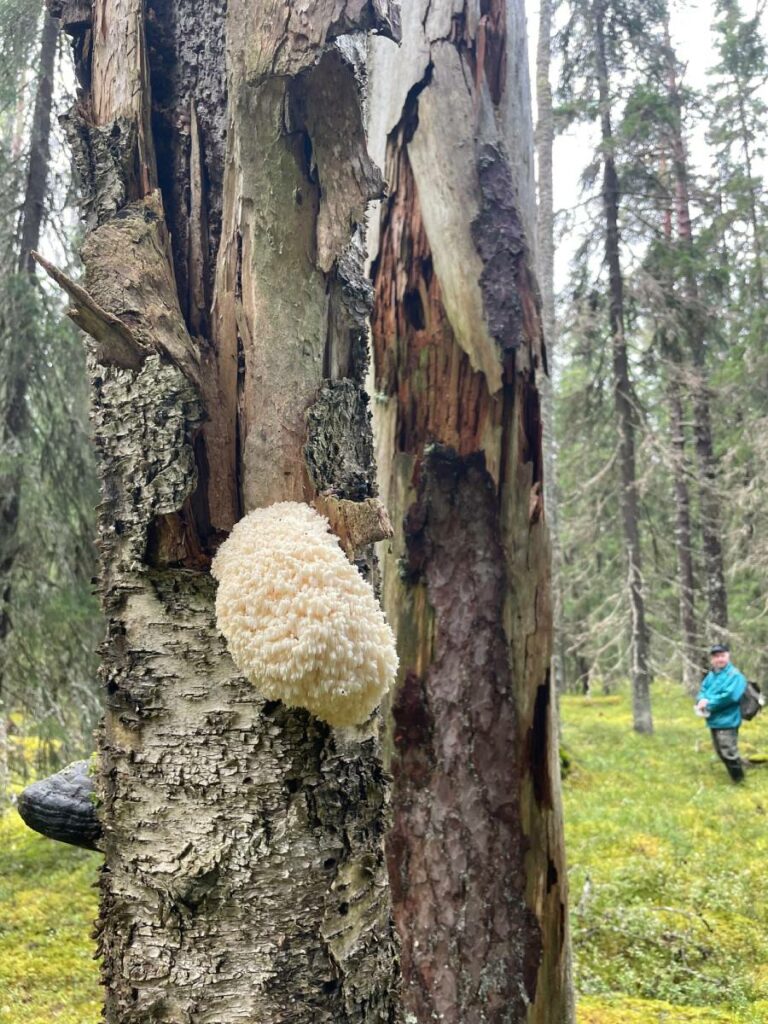 Koralliorakas vaatii kasvualustakseen lahopuuta.