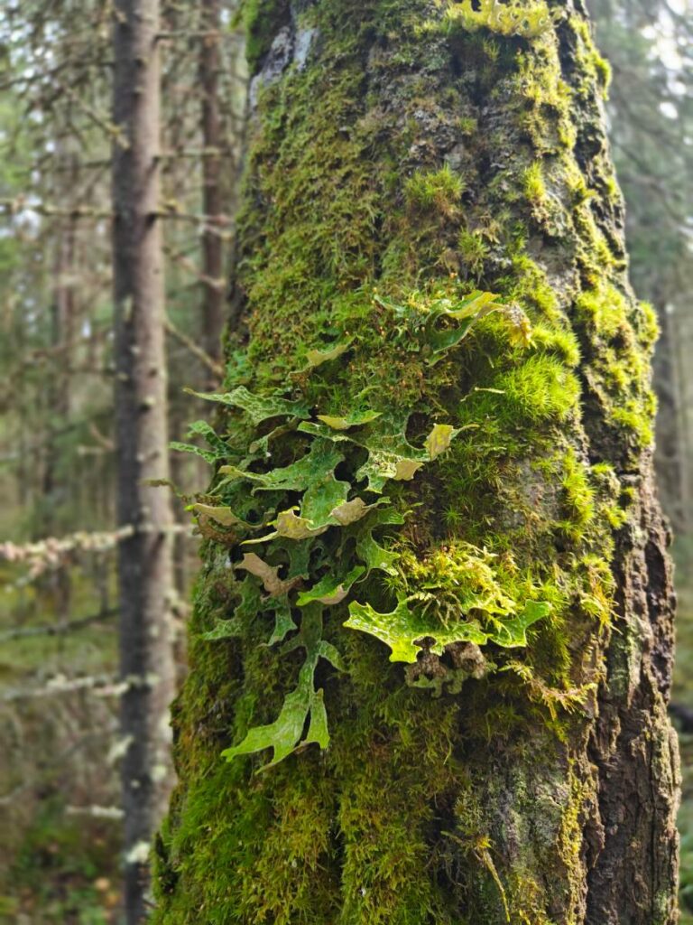 Raidankeuhkojäkälä kasvaa vanhan haavan tai raidan rungolla.