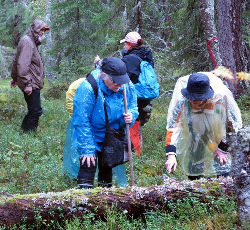 Lahoavilla puunrungoilla elää paljon jäkäliä ja sammalia.