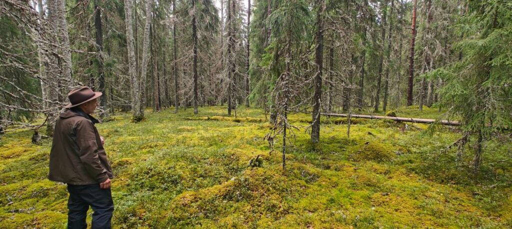 Korpimetsää ihailemassa.