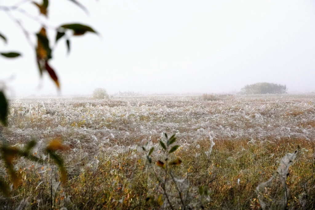 Heinä-Suvanto, Viitasaari ja aamukosteus