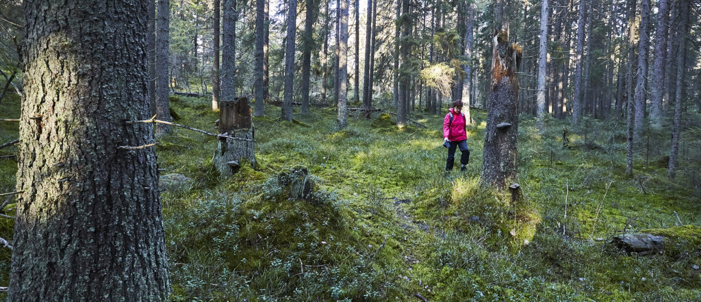 Pikkaraiset, kuva: Markku Jämsä