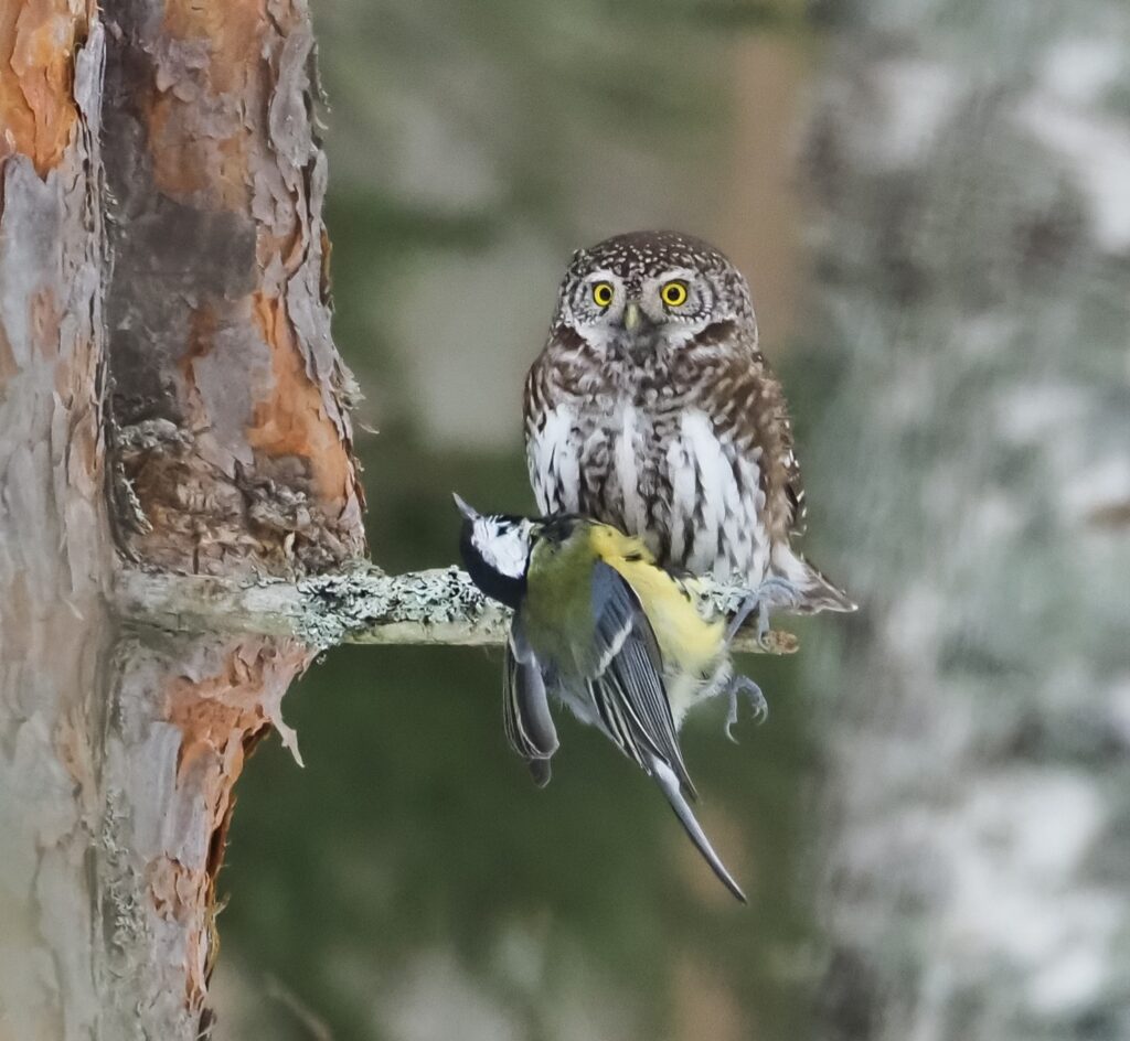 Varpuspöllö, kuva Raimo Karjalainen