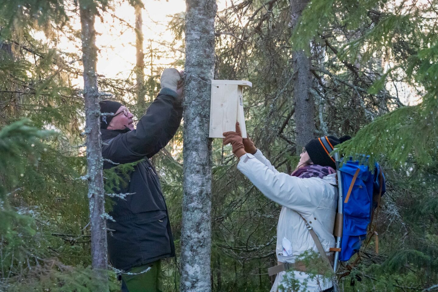 Kuvassa keskellä kuusen runko, jonka vasemmalla puolella mies kiinnittää linnunpönttöä. Oikealla puolella reppuselkäinen nainen kannattelee linnunpönttöä. On alkutalvi.